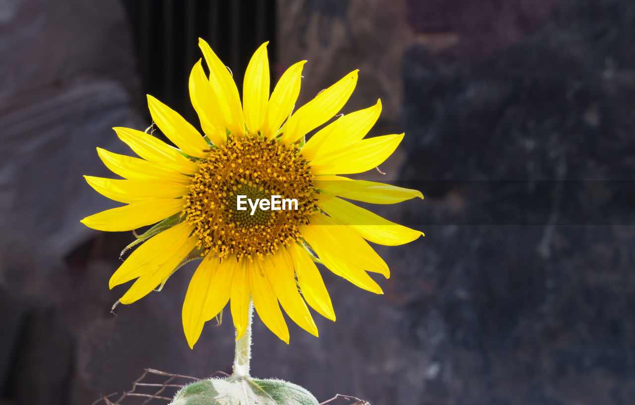 CLOSE-UP OF SUNFLOWER AGAINST YELLOW FLOWER