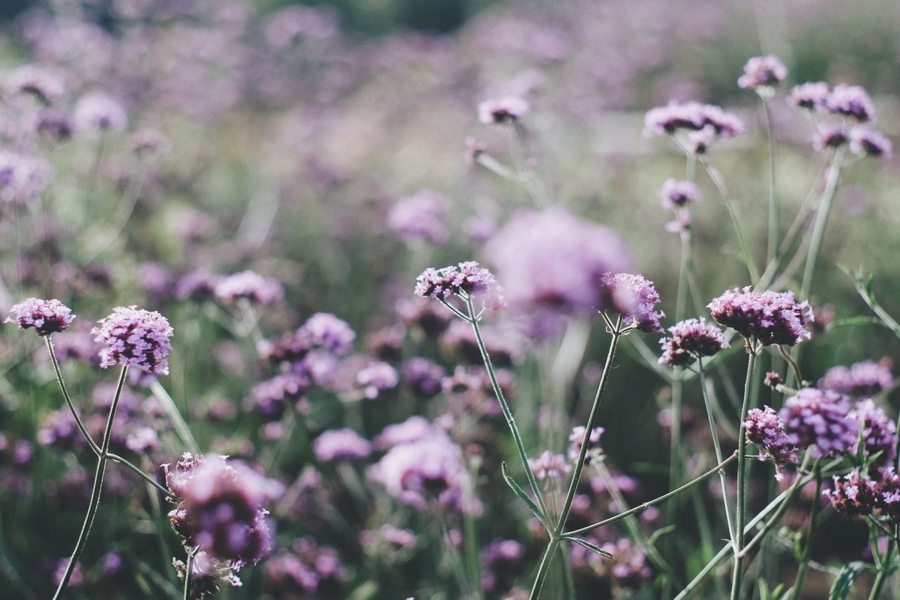 Close-up of pink flowers blooming outdoors