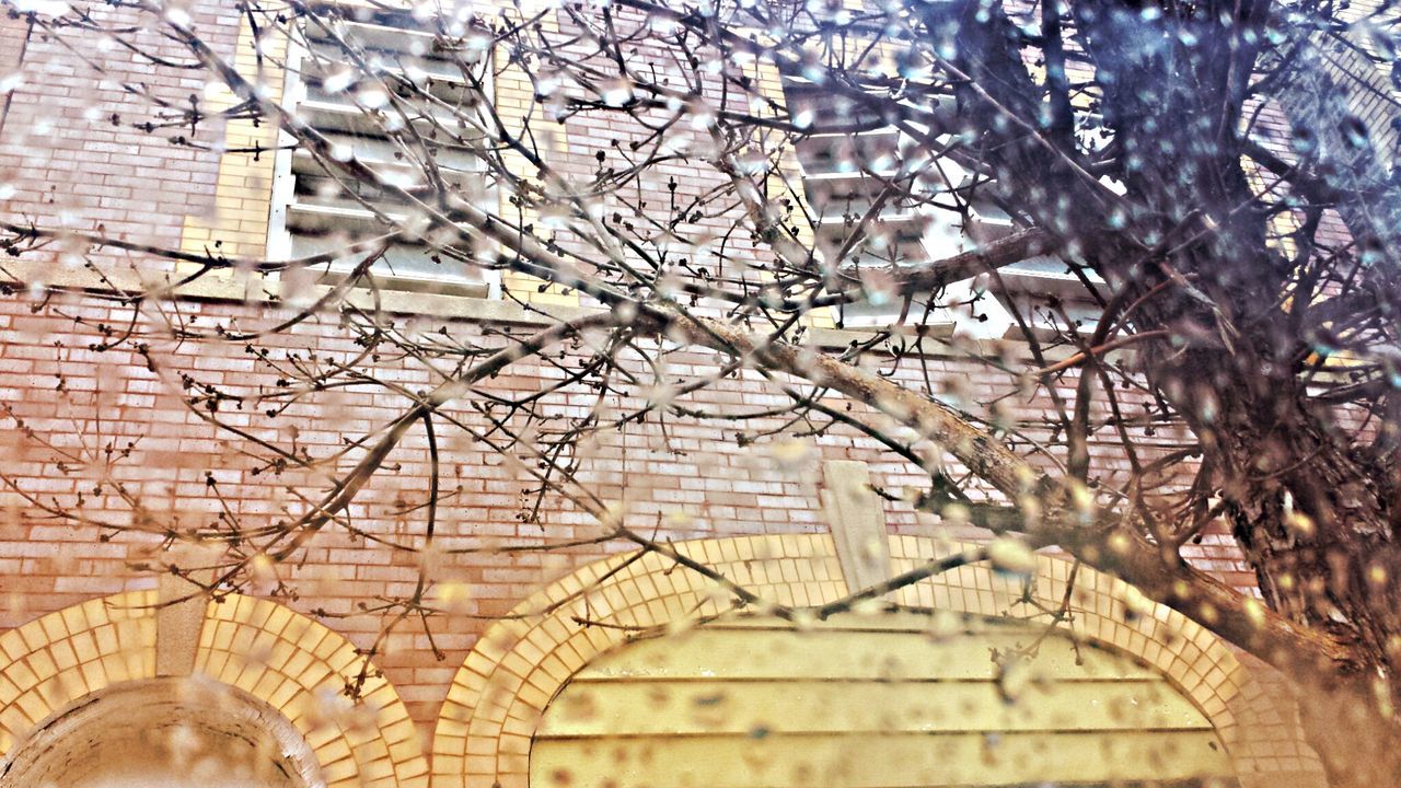 Bare tree and facade of old brick building