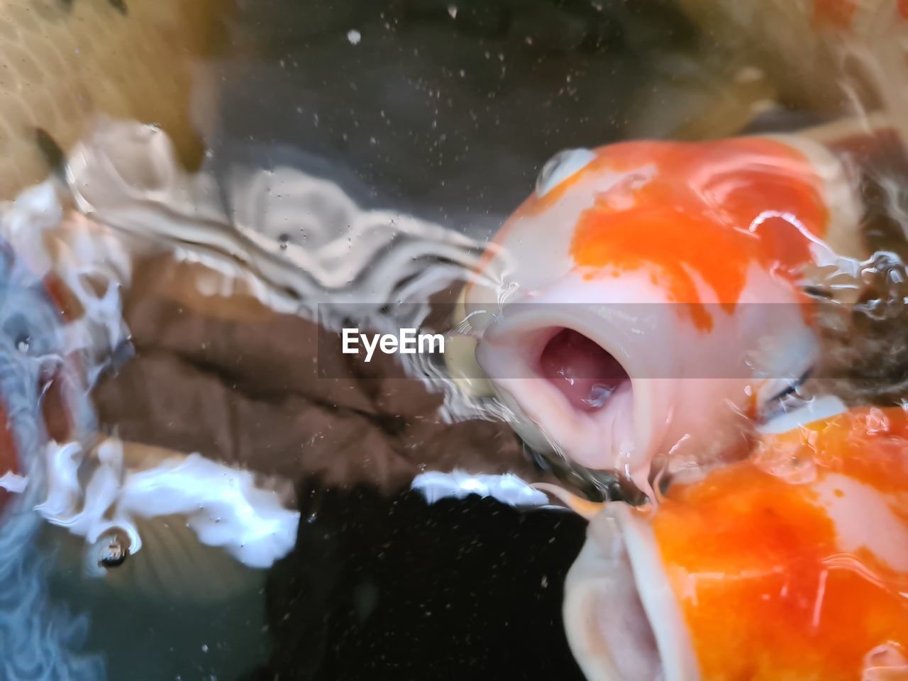 Close-up of fish swimming in sea