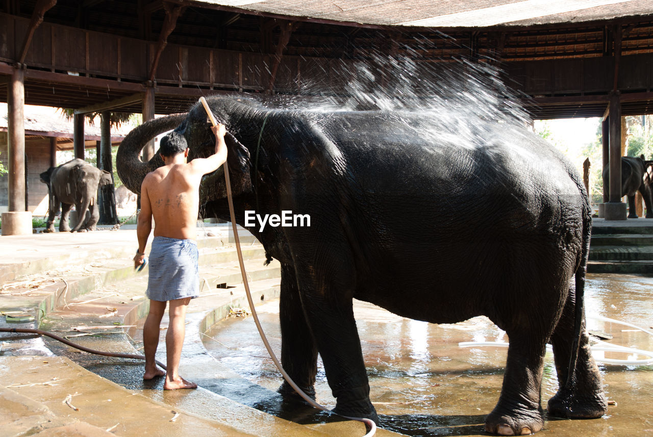 Rear view of man with elephant standing in lake