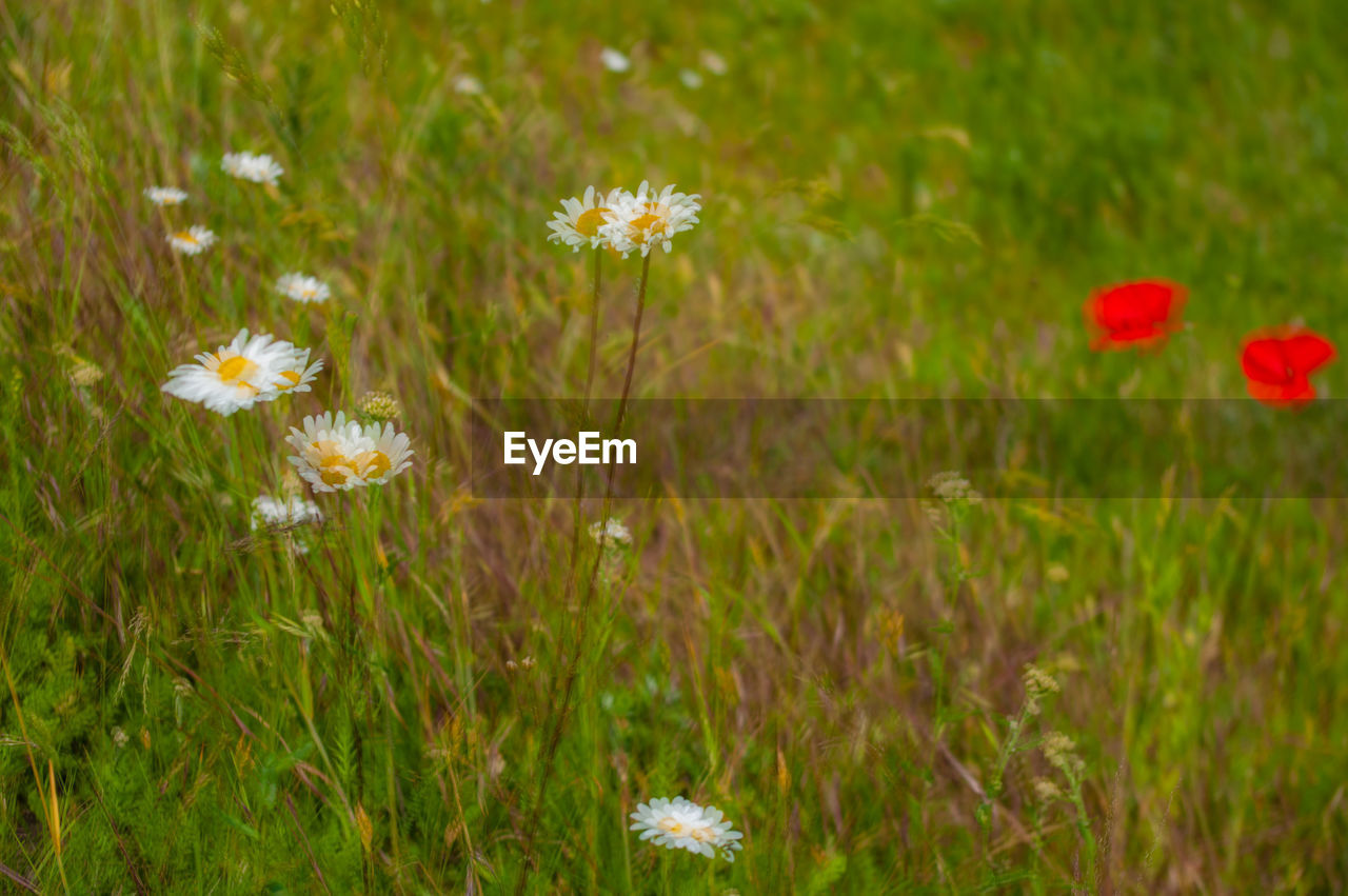 CLOSE-UP OF DAISIES ON FIELD