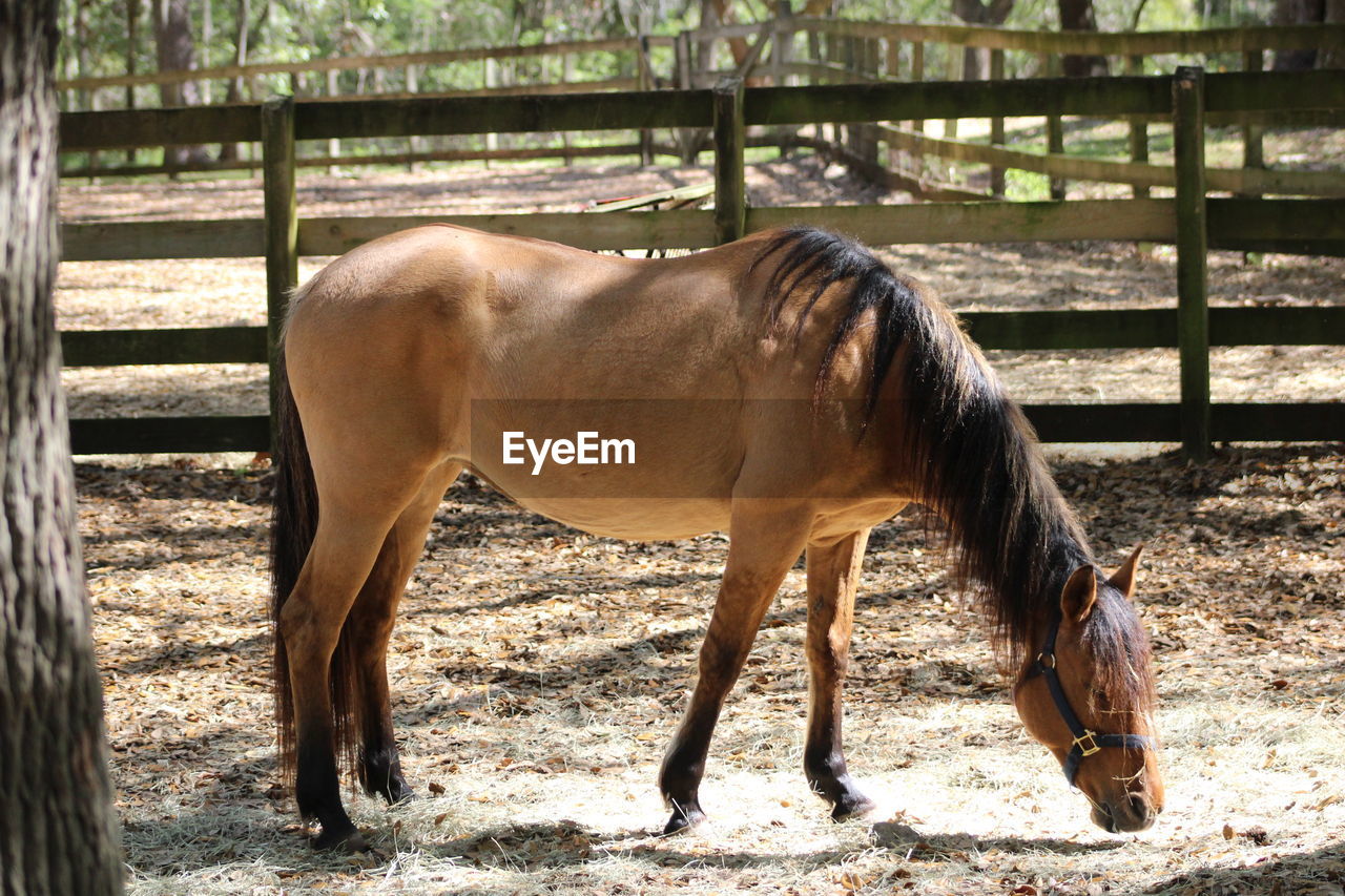 SIDE VIEW OF HORSE IN ZOO