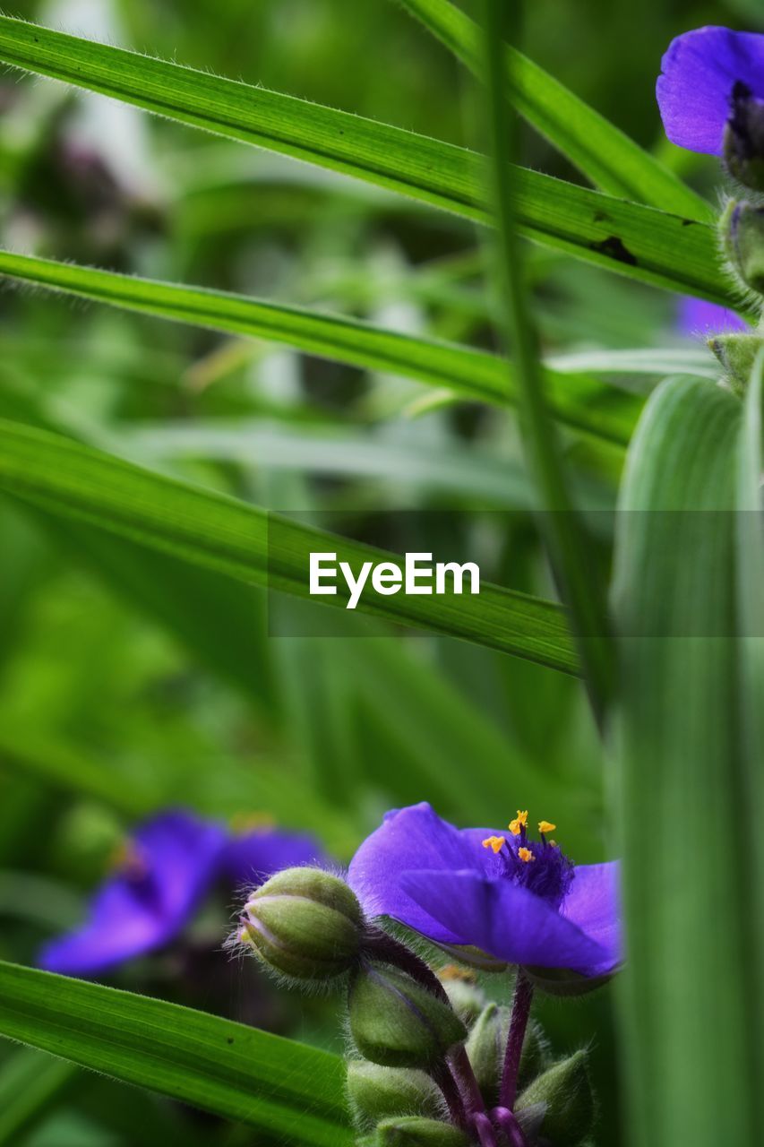 CLOSE-UP OF FRESH PURPLE FLOWERING PLANT