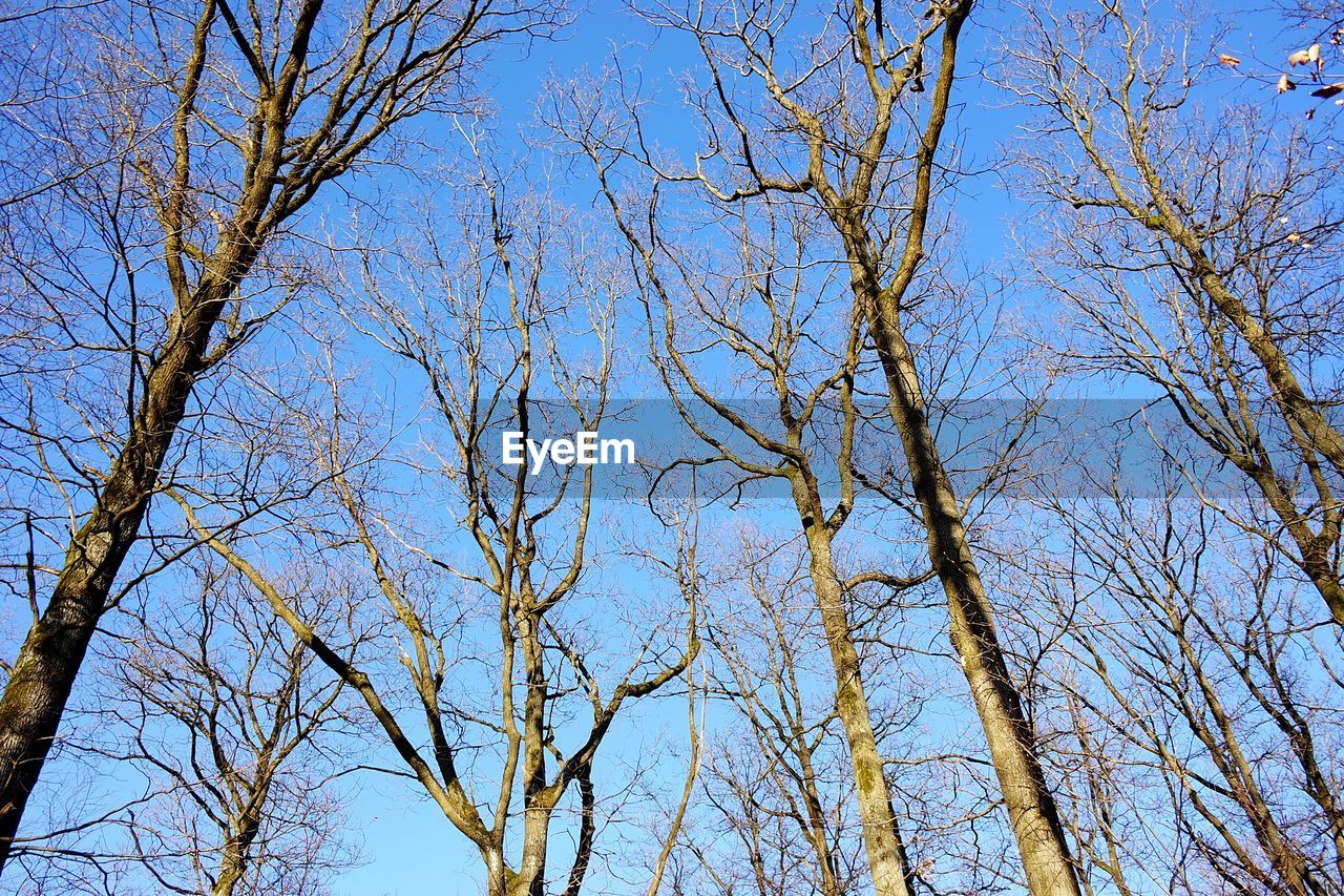 LOW ANGLE VIEW OF BARE TREE AGAINST BLUE SKY