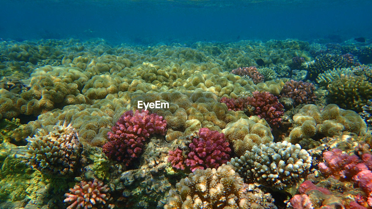 natural environment, coral reef, undersea, sea, sea life, underwater, coral, water, animal wildlife, animal, wildlife, animal themes, reef, marine, coral reef fish, nature, marine biology, fish, multi colored, ecosystem, aquarium, no people, beauty in nature, stony coral, environment, tropical climate, tropical fish, outdoors, large group of animals, sports, group of animals