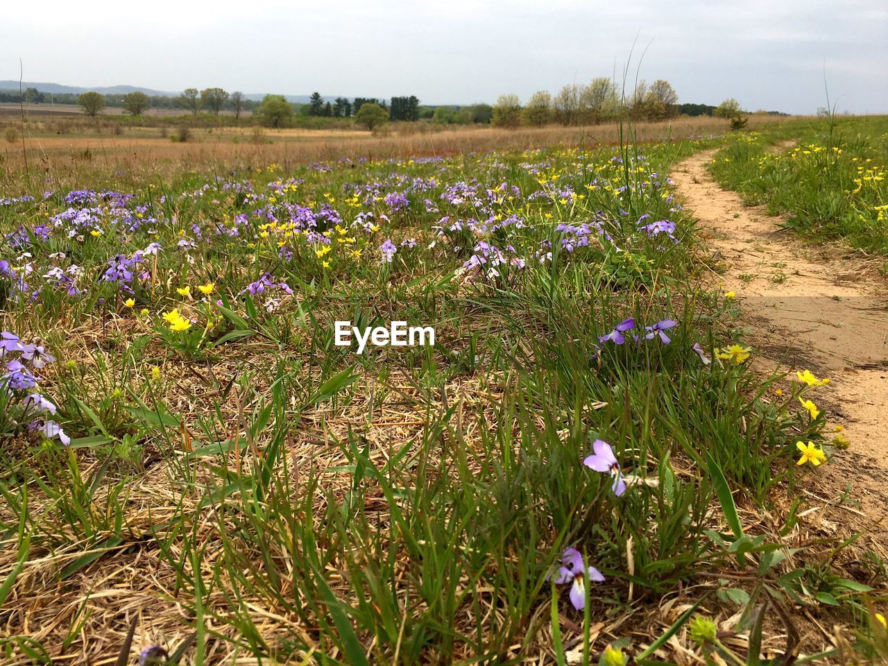 PURPLE FLOWERS BLOOMING ON FIELD