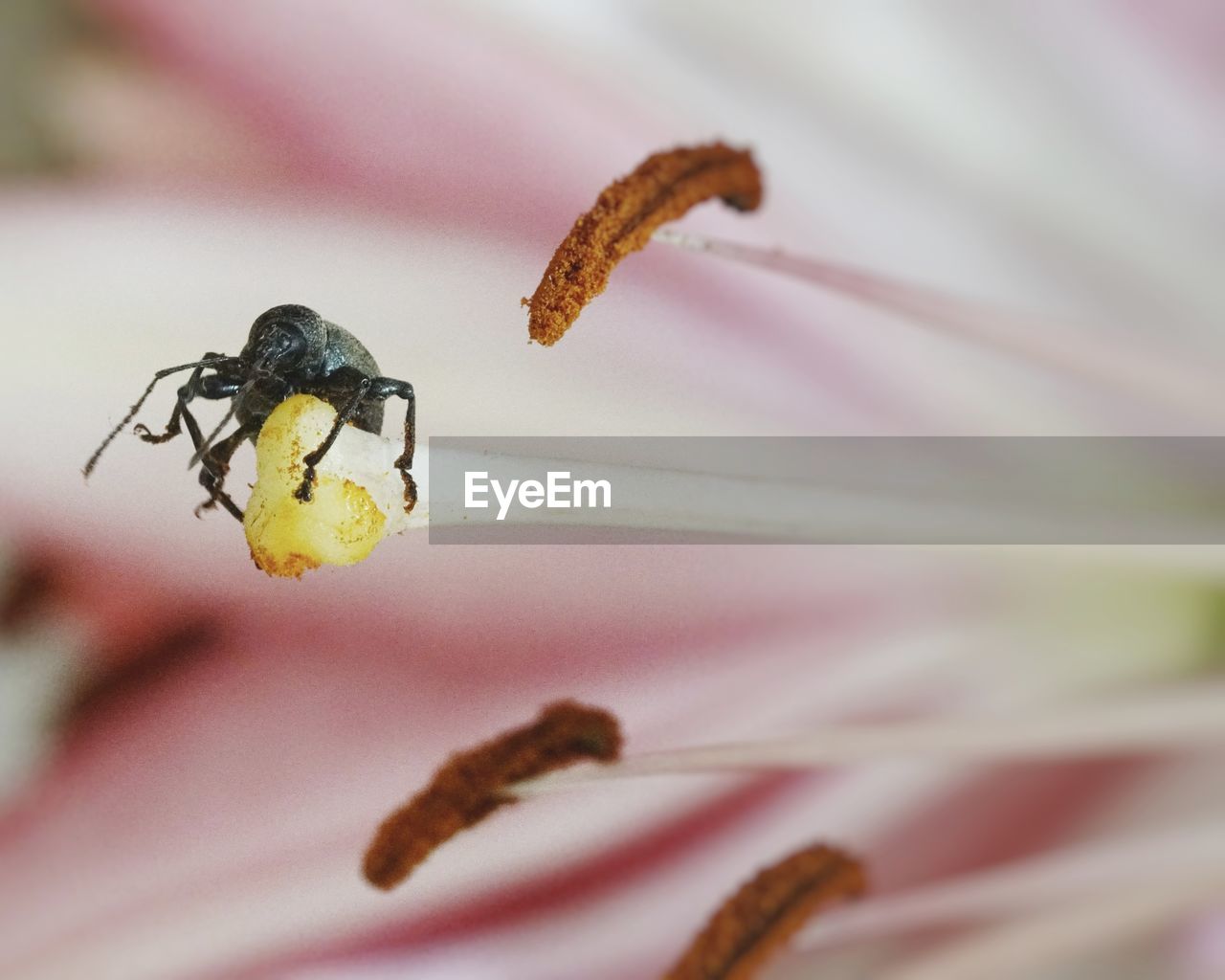 Close-up of beetle on flower