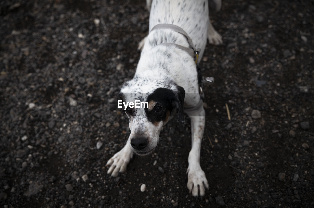 High angle portrait of white and black dog standing on land