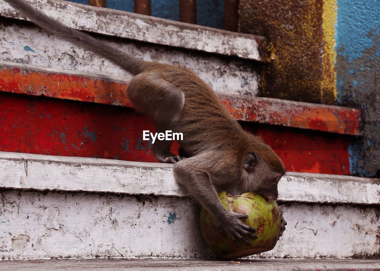 Monkey with coconut on stairs