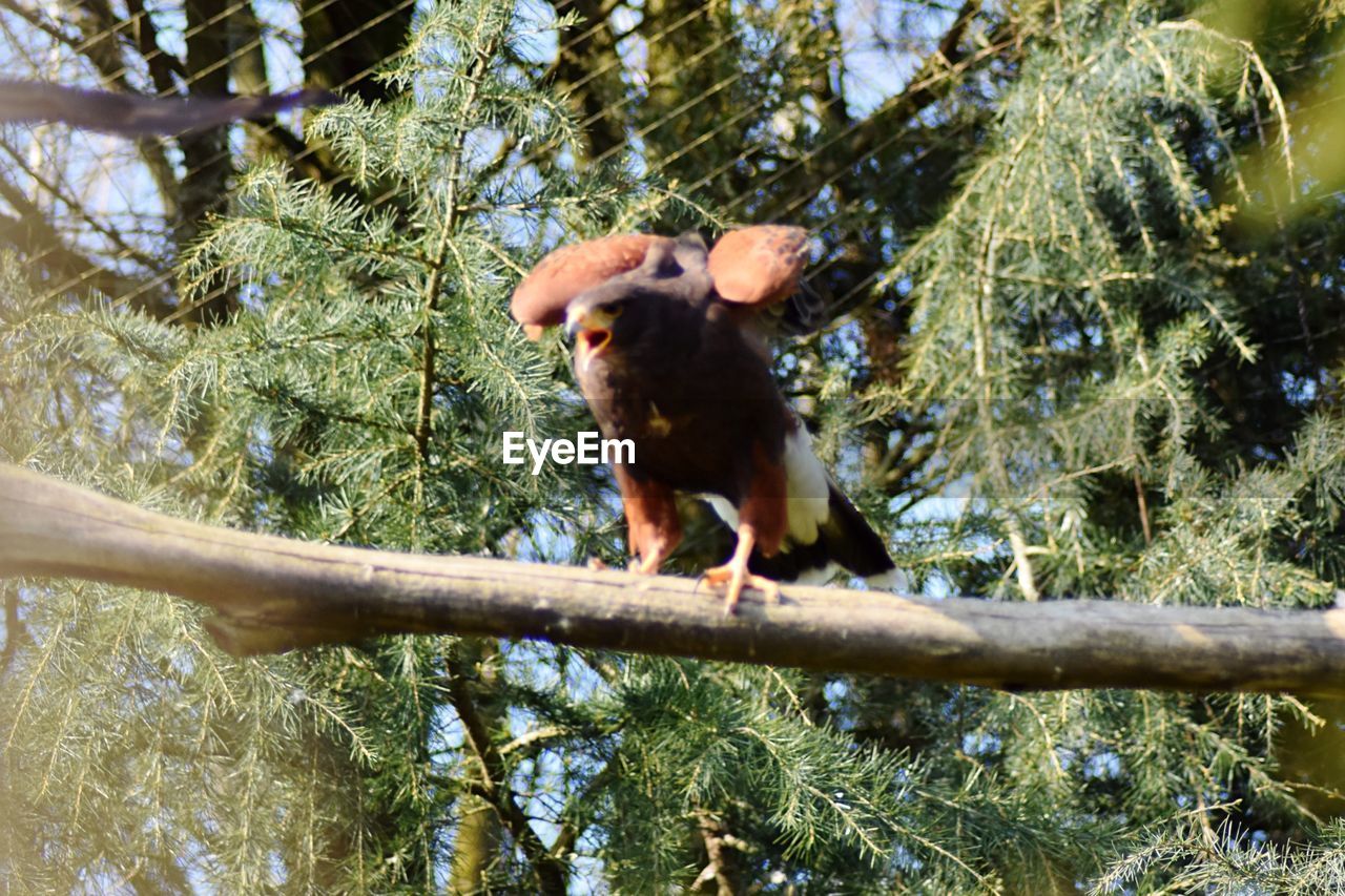 Low angle view of eagle perching on tree during sunny day