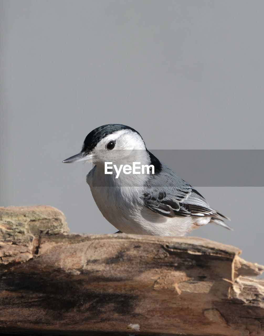 White-breasted nuthatch