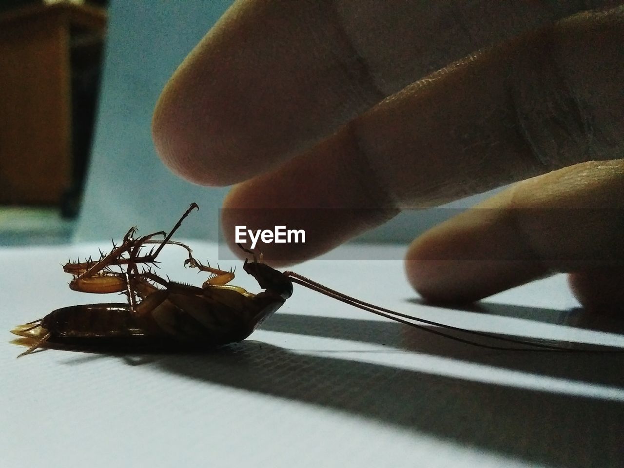 CLOSE-UP OF HAND HOLDING INSECT ON FINGER