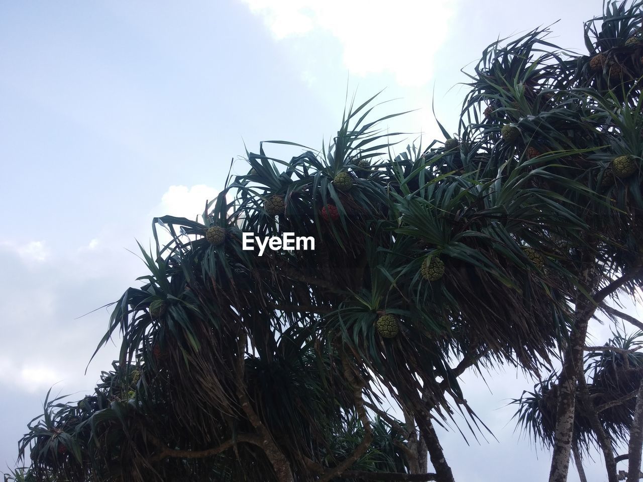 Low angle view of palm trees against sky