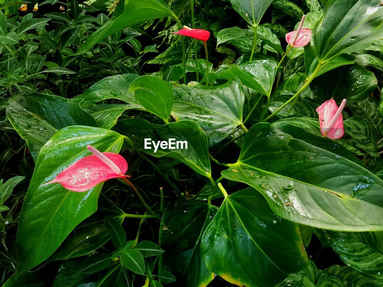 FULL FRAME SHOT OF PINK FLOWERS