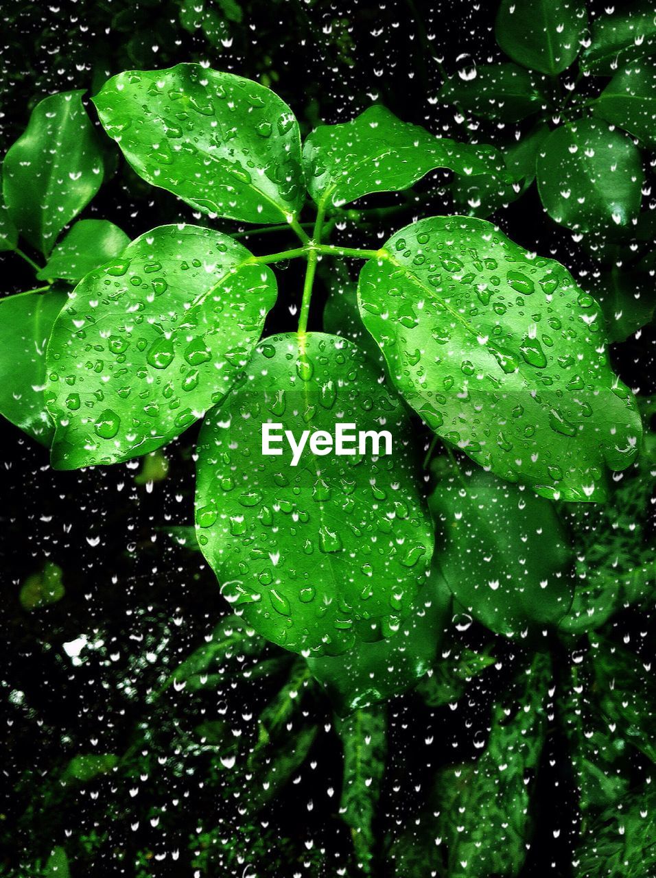 Close-up of raindrops on leaves