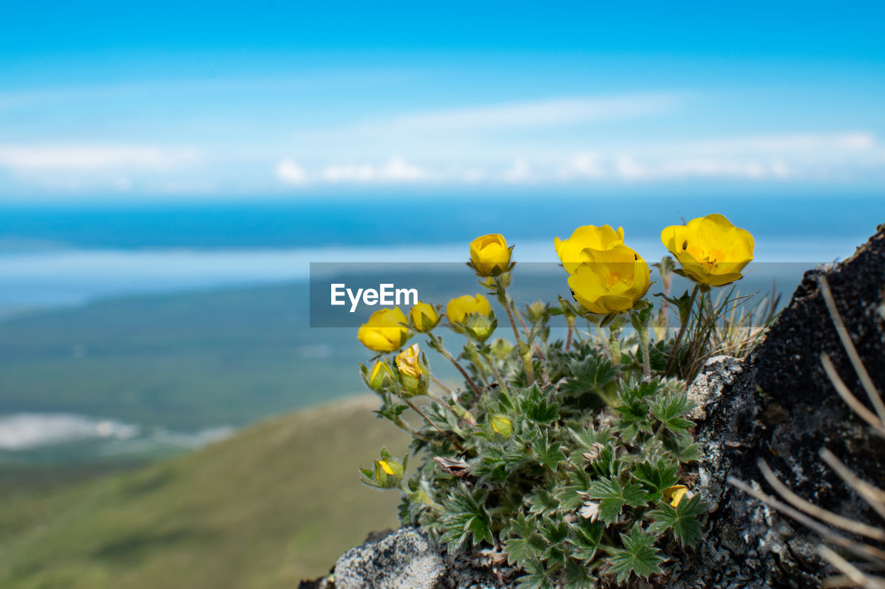 CLOSE-UP OF YELLOW FLOWERING PLANT ON LAND