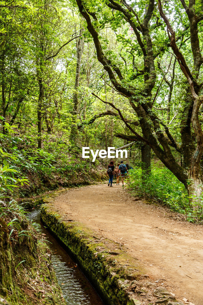 People walking amidst trees in forest