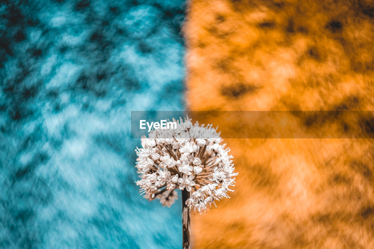 Close-up of white flowering plant against blue and orange fabric background