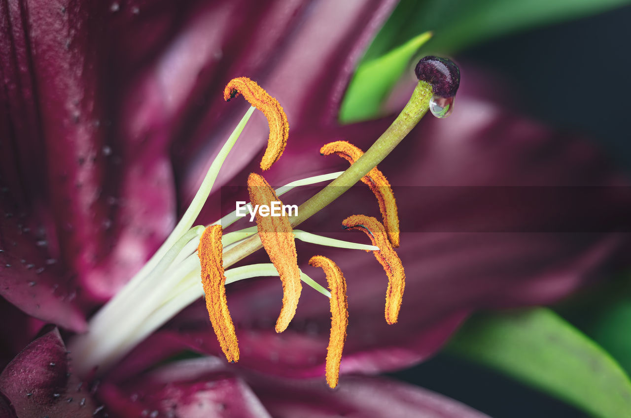 Close up of a delicate lily flower with the stamen and a pistil with a drop of nectar