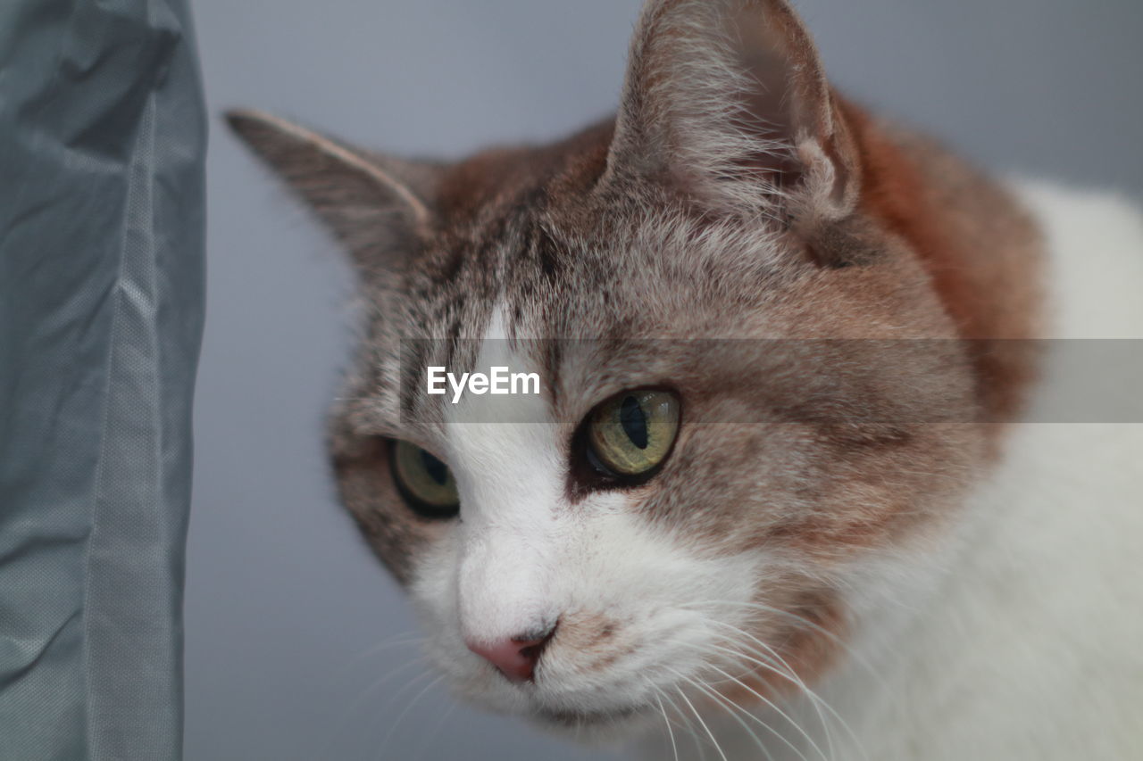 animal, animal themes, mammal, pet, domestic animals, cat, one animal, domestic cat, feline, nose, close-up, whiskers, animal body part, portrait, felidae, animal head, small to medium-sized cats, indoors, no people, eye, gray, looking at camera, carnivore, looking, animal eye, animal hair