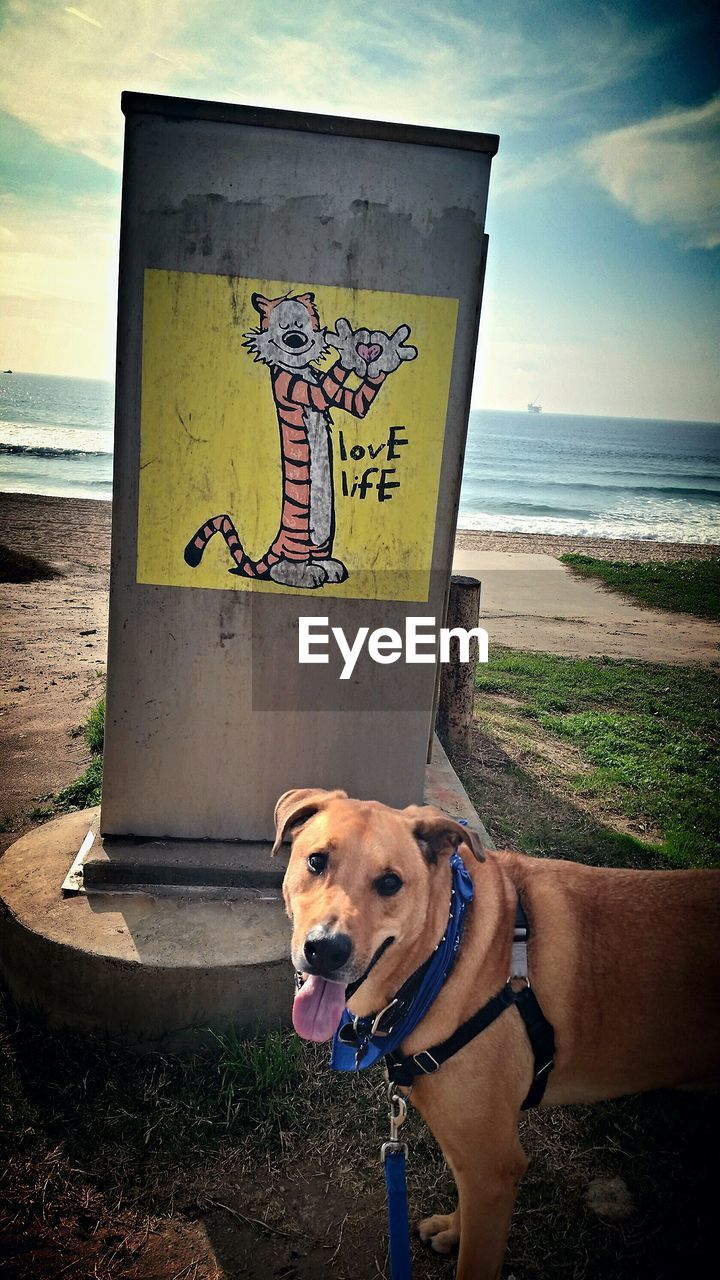 Portrait of dog standing on beach