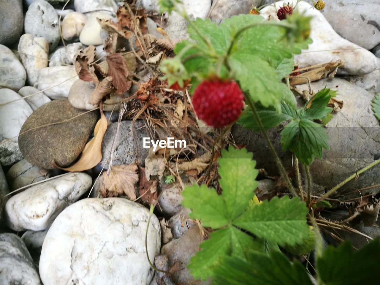 HIGH ANGLE VIEW OF FRUITS ON ROCK