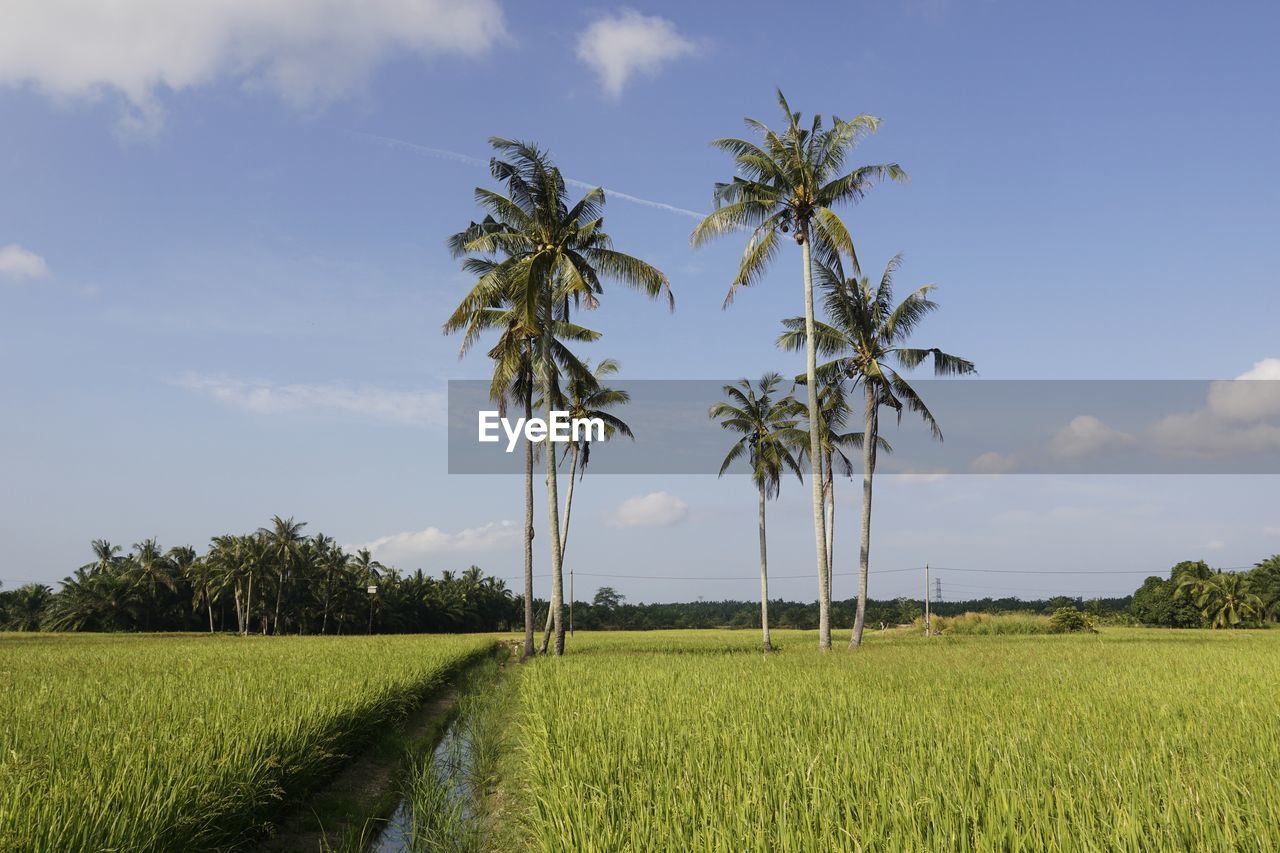 Scenic view of agricultural field against sky