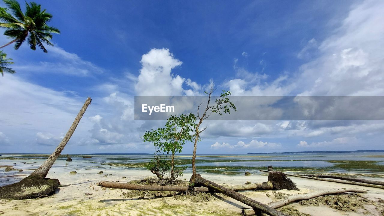 sky, water, shore, sea, beach, land, ocean, coast, cloud, nature, tropical climate, tree, scenics - nature, body of water, beauty in nature, palm tree, plant, vacation, tranquility, sand, bay, tranquil scene, horizon, horizon over water, coconut palm tree, blue, travel destinations, no people, day, travel, environment, outdoors, sunlight, idyllic, coastline, landscape, tropical tree, trip, tourism, holiday, non-urban scene, tropics, wave