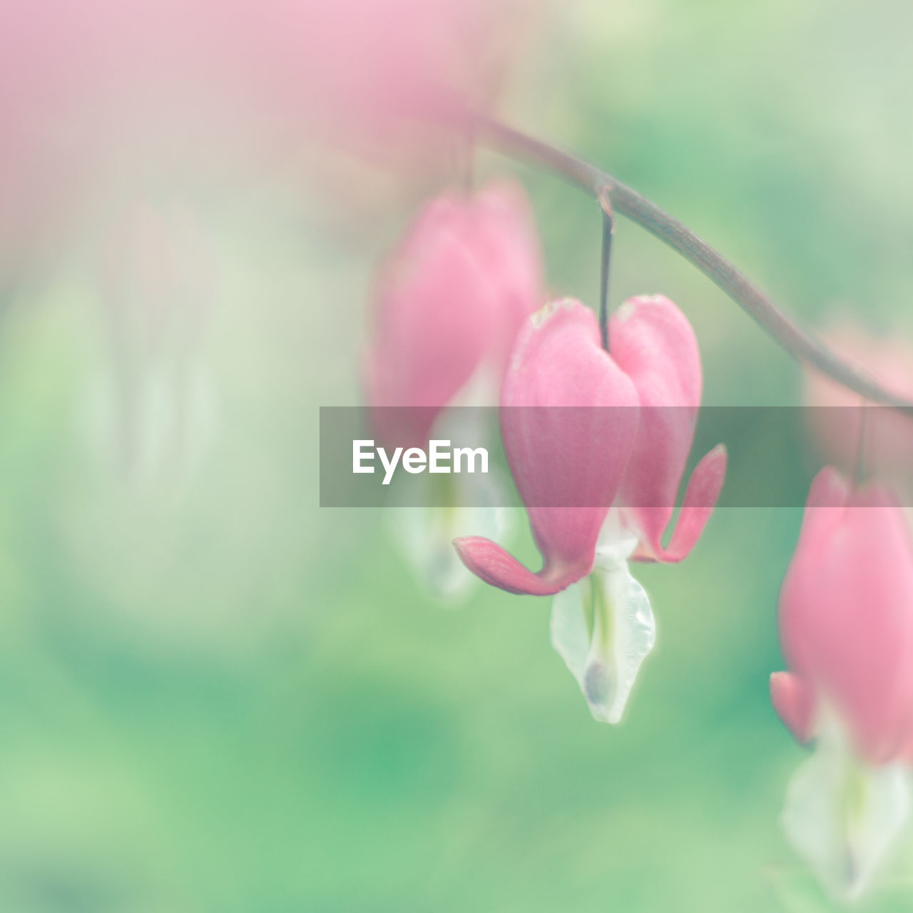 CLOSE-UP OF PINK FLOWERS BLOOMING