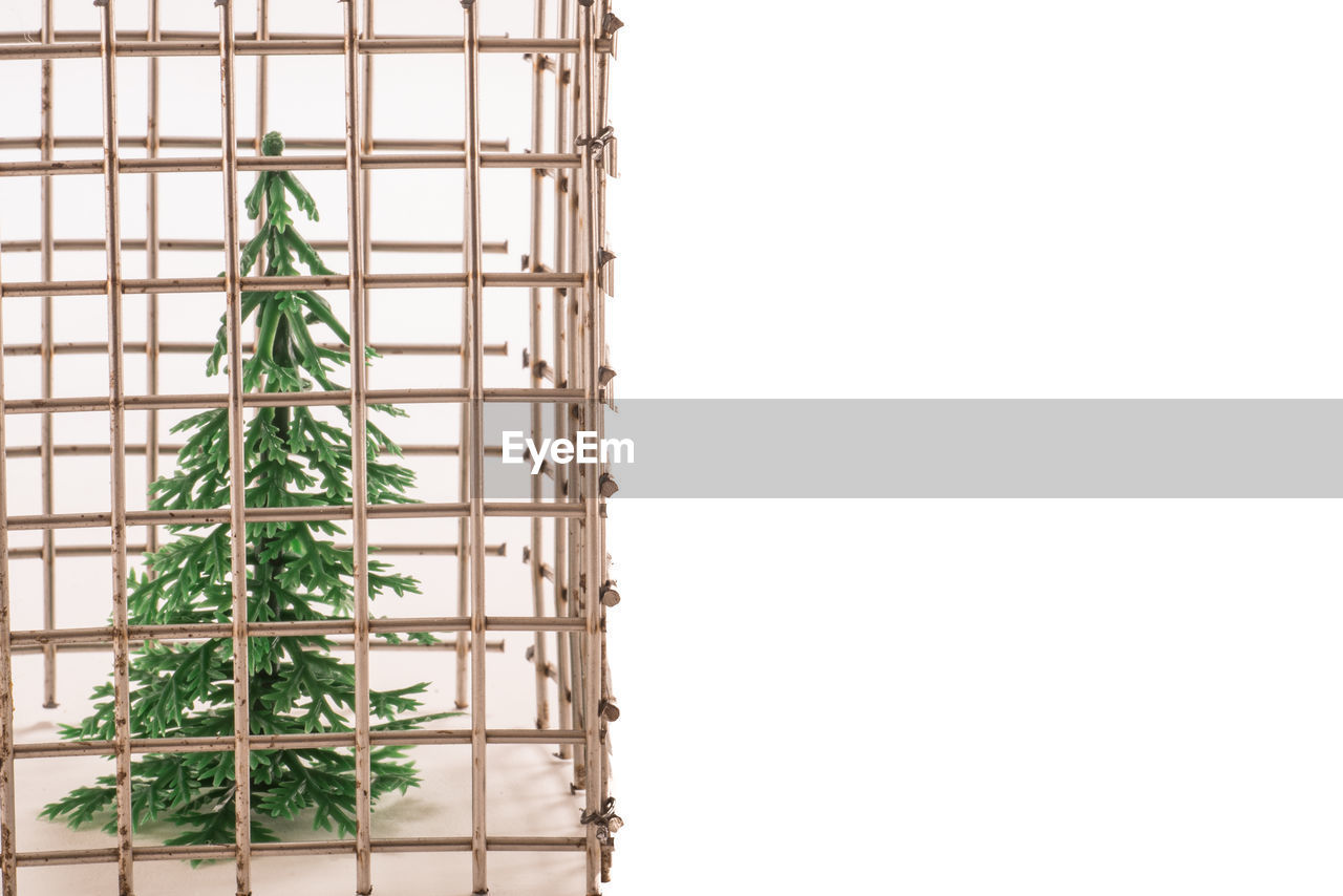 PLANTS AGAINST CLEAR SKY AND PLANT AGAINST THE BACKGROUND