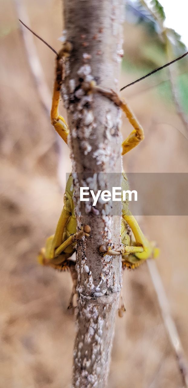 CLOSE-UP OF GRASSHOPPER