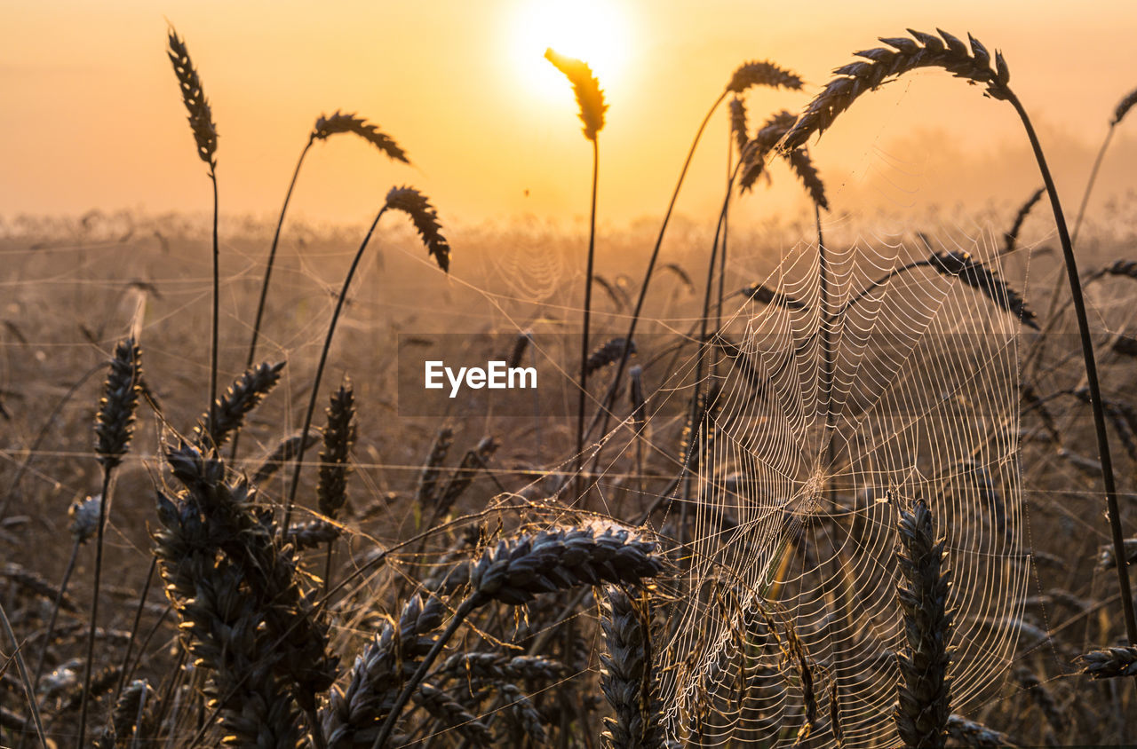 Close-up of plants on field against sky during sunset