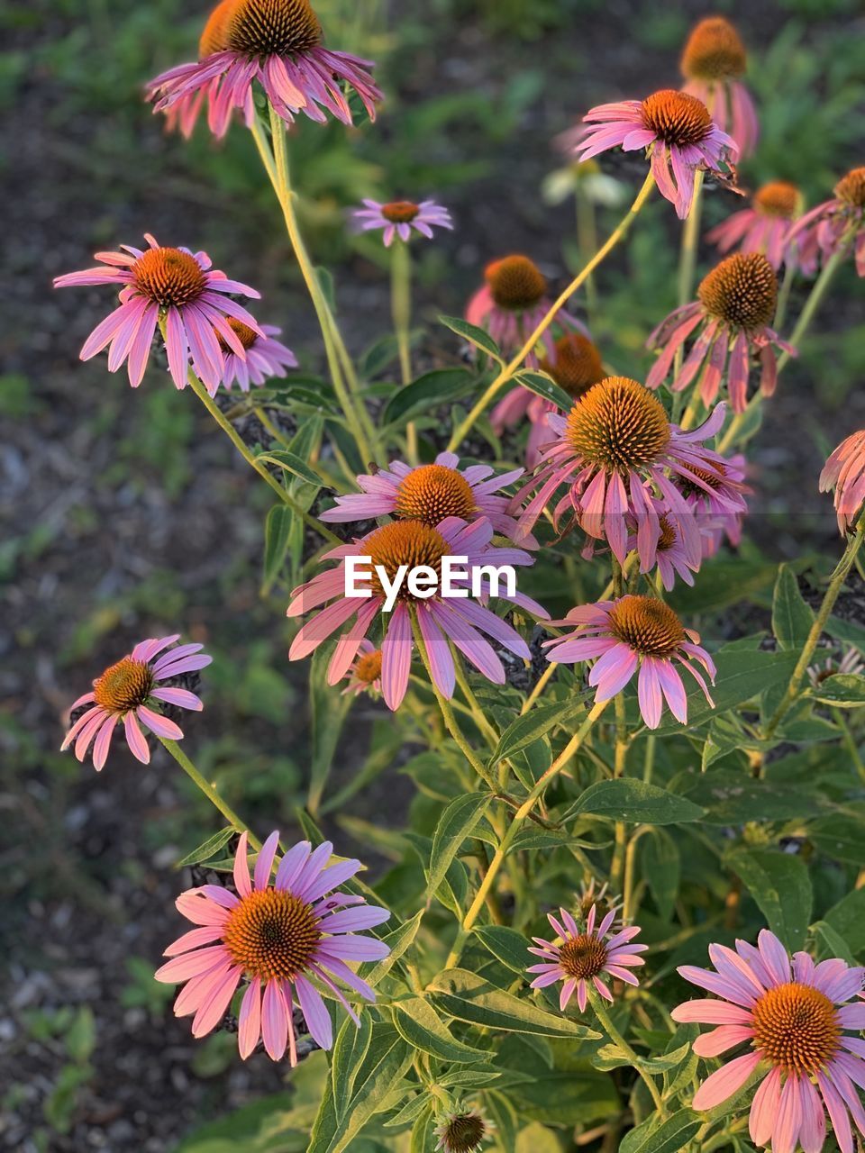 High angle view of pink flowering plants