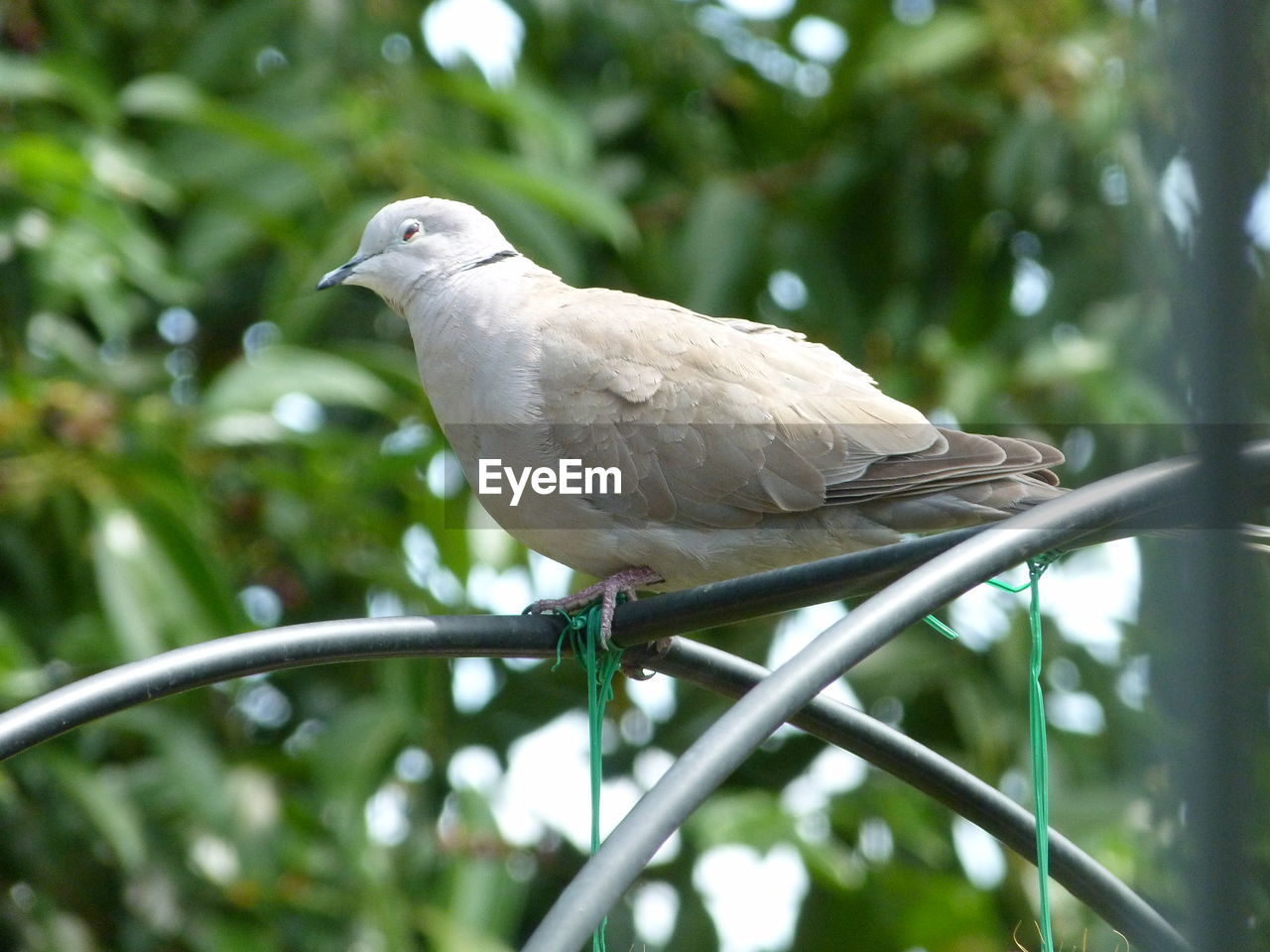 LOW ANGLE VIEW OF A BIRD PERCHING ON A TREE