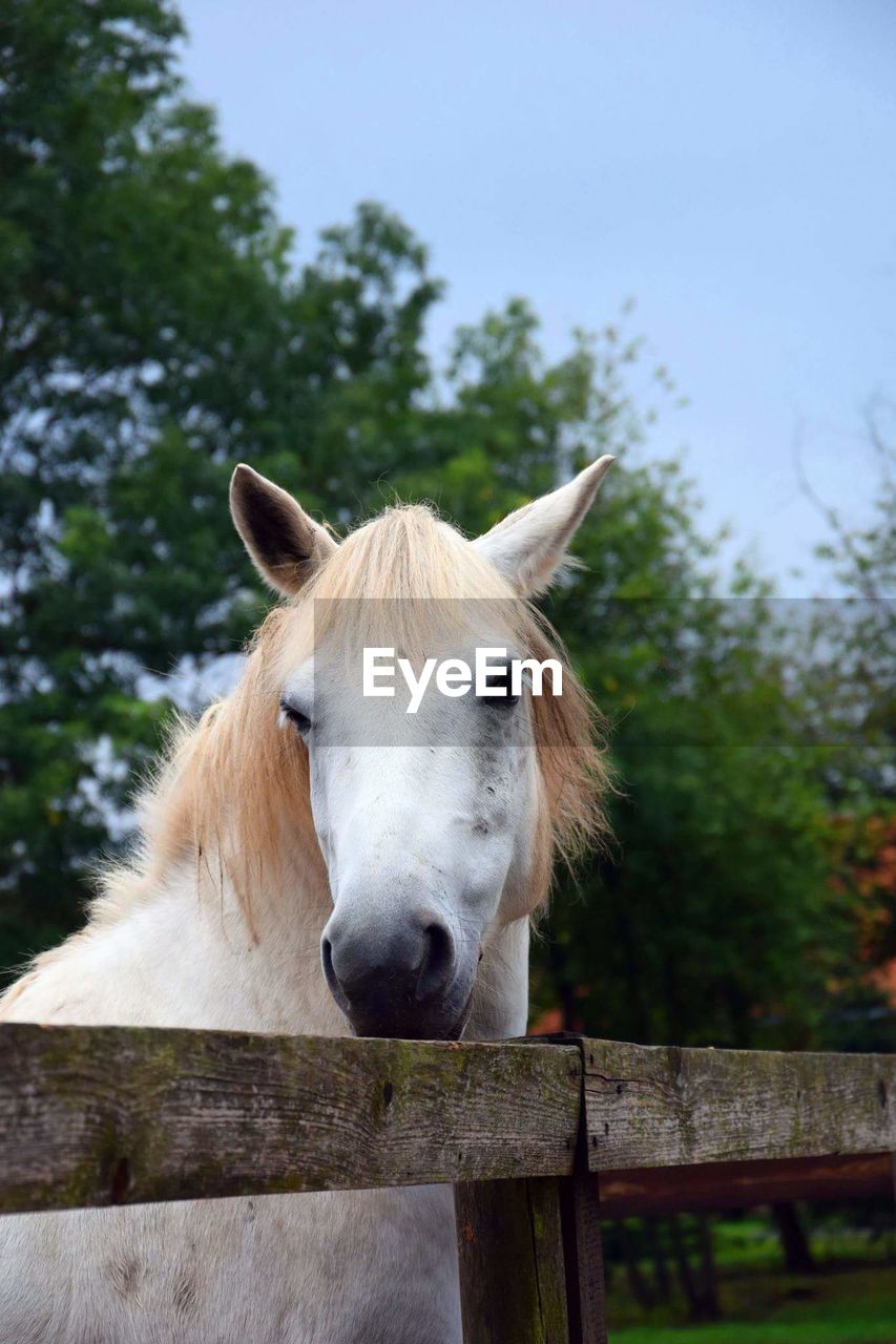 Close-up of horse in ranch against sky