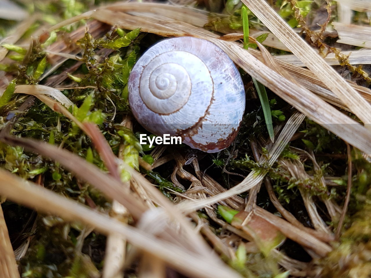 CLOSE-UP OF SHELLS ON GRASS