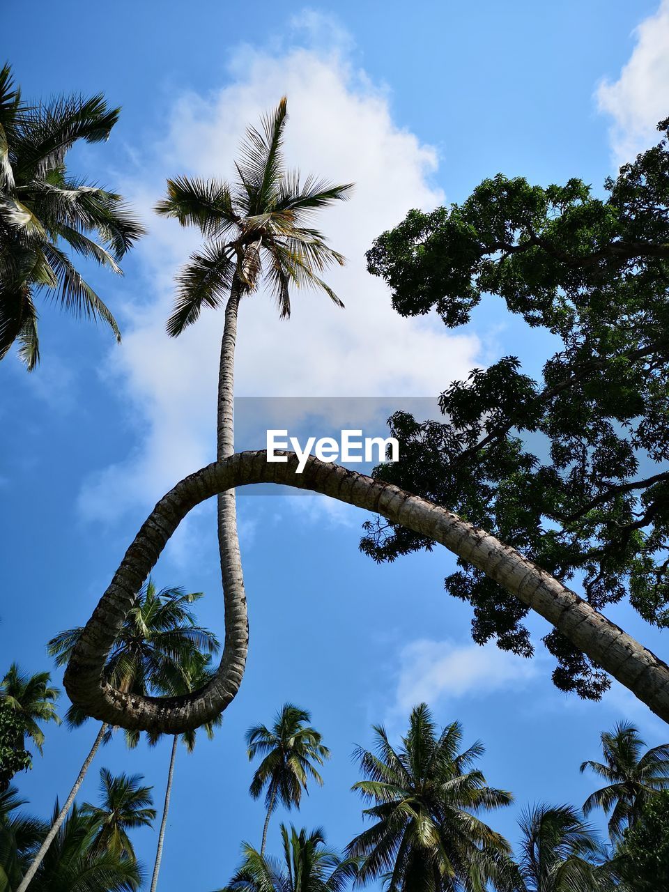 LOW ANGLE VIEW OF COCONUT PALM TREES AGAINST SKY