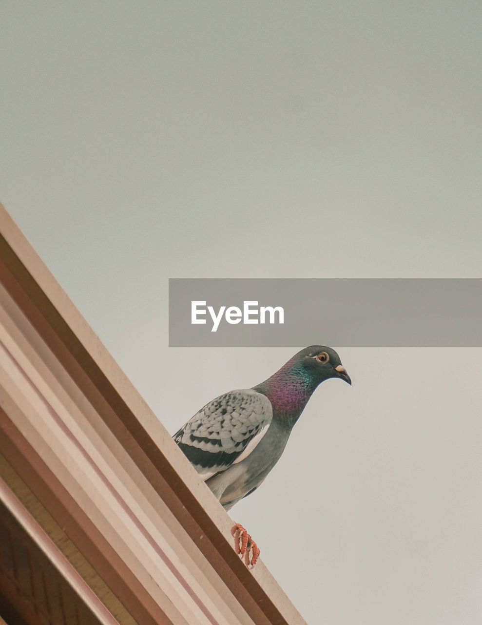 LOW ANGLE VIEW OF PIGEON PERCHING ON A WALL