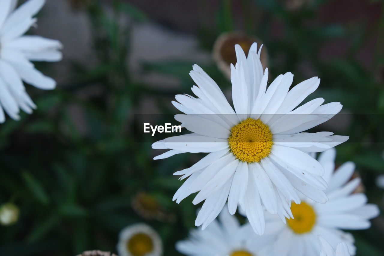 CLOSE-UP OF WHITE DAISIES