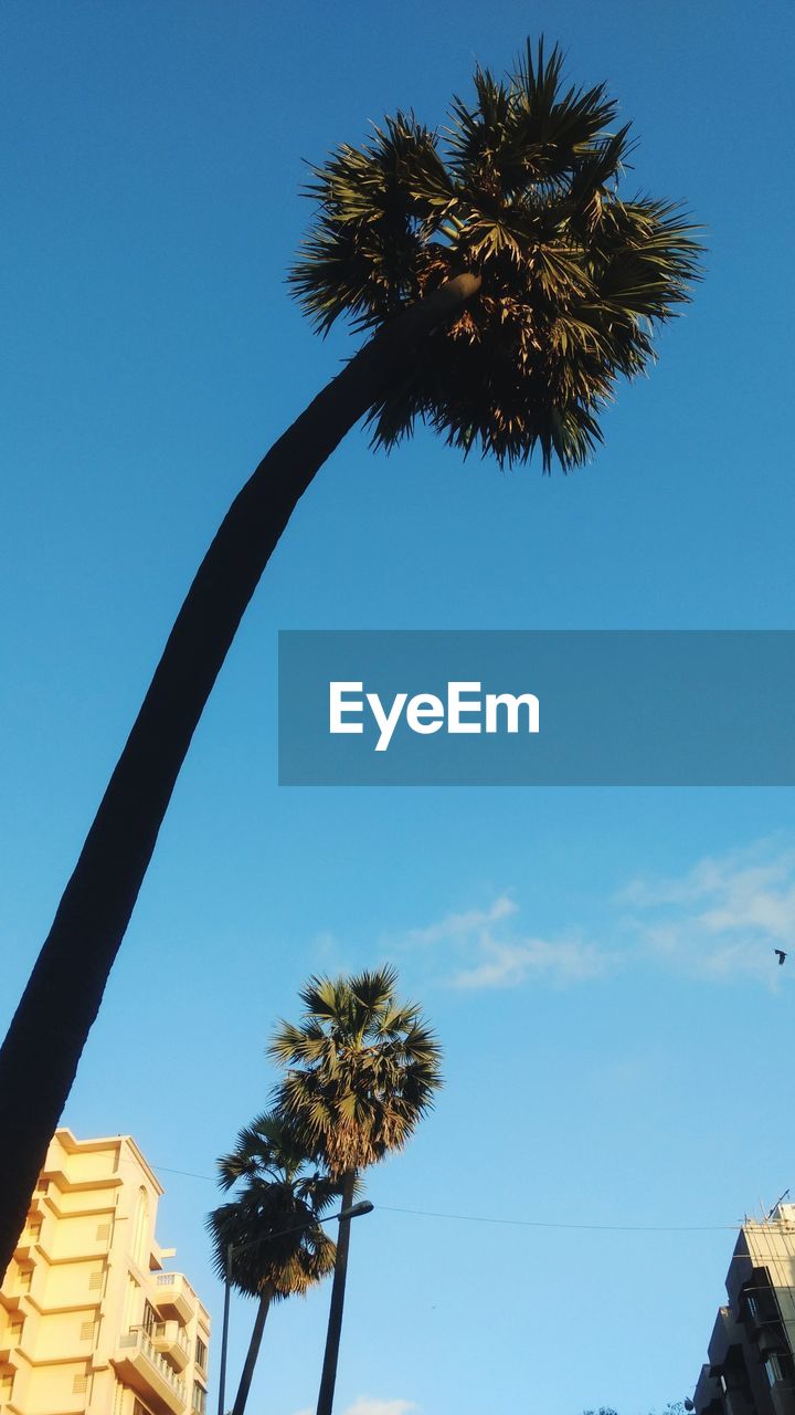 LOW ANGLE VIEW OF PALM TREE AGAINST BLUE SKY