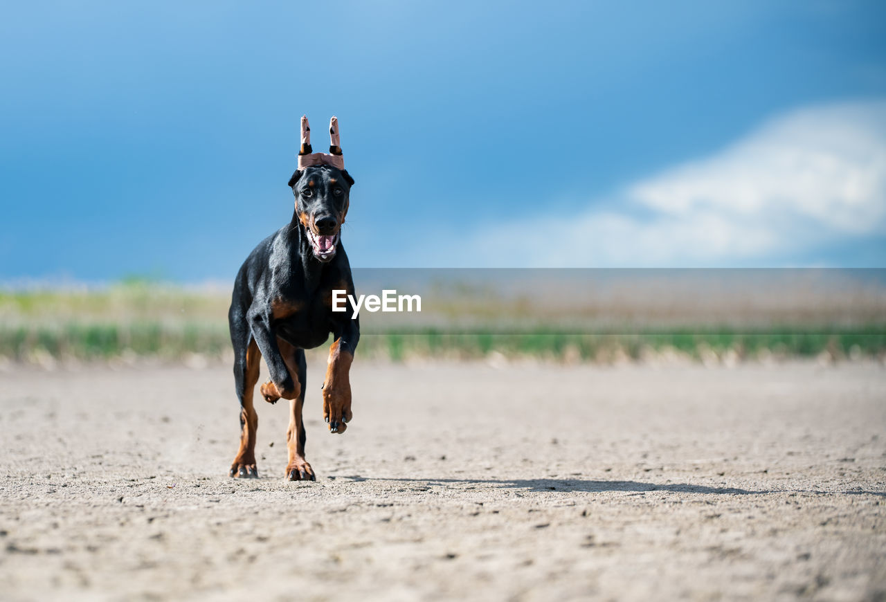 Dog running in a field