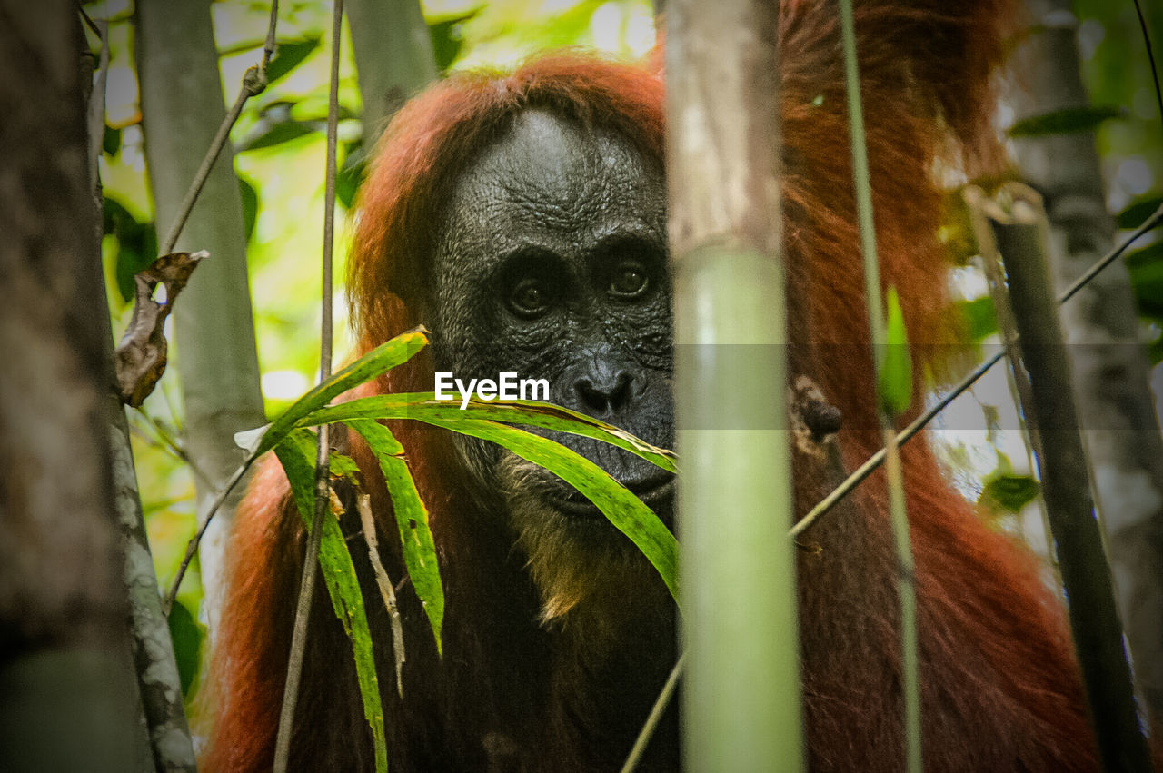 A female sumatran orangutan or pongo abelii