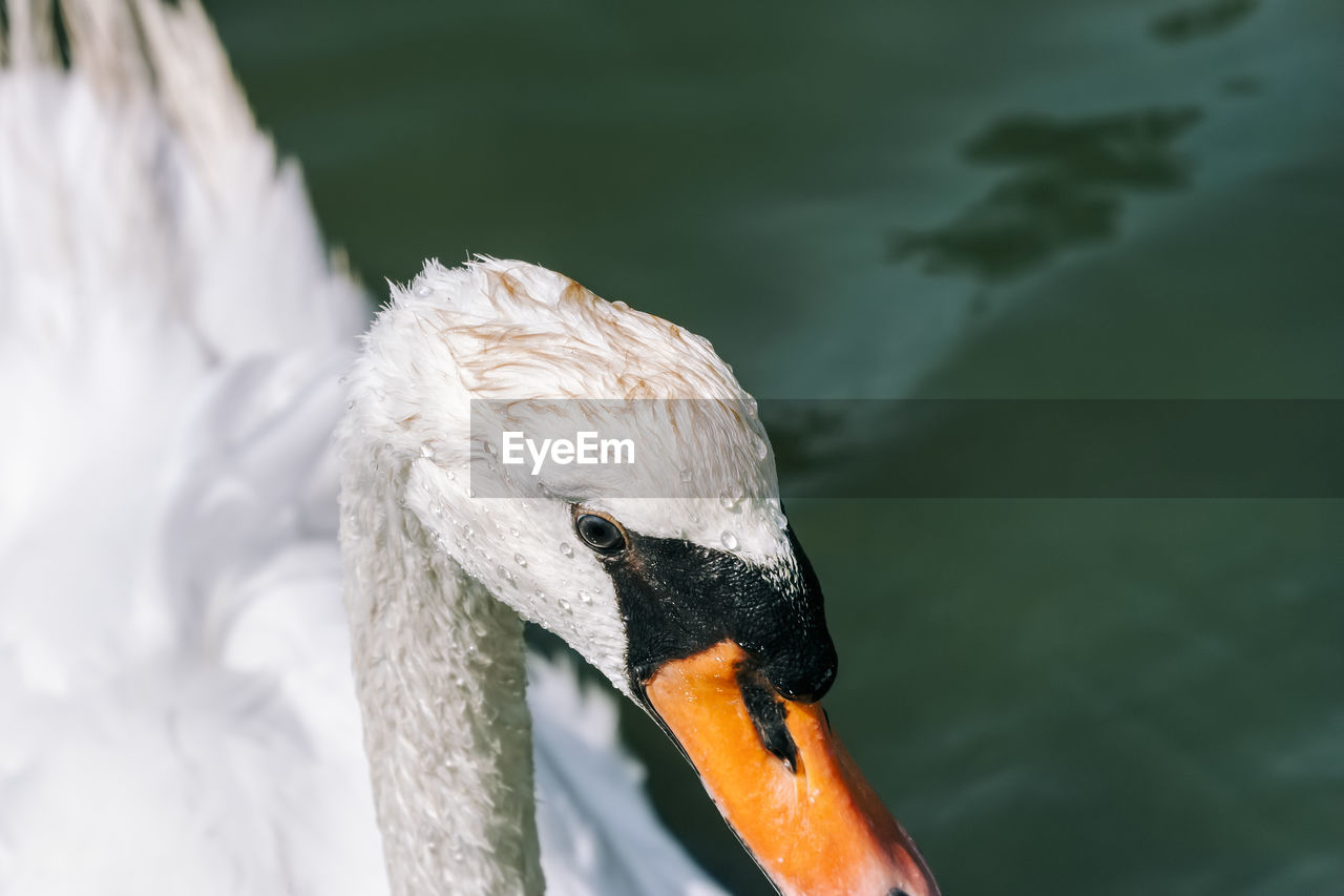 CLOSE-UP OF A SWAN IN WATER