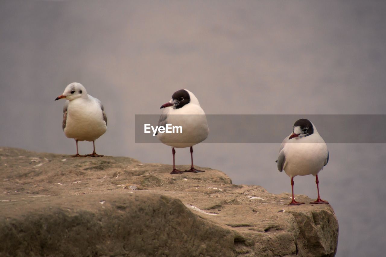 Seagulls perching on sand at beach