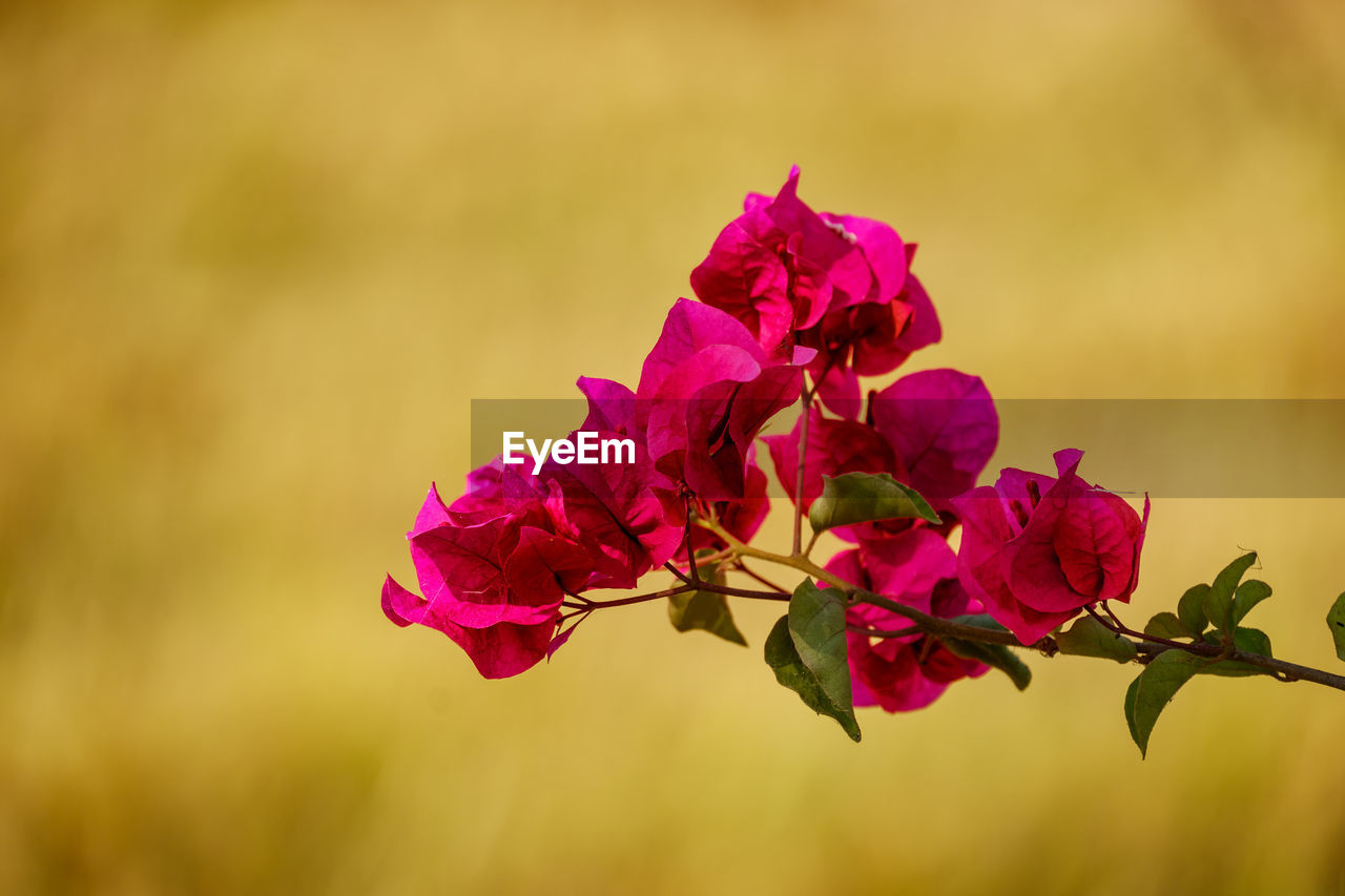 CLOSE-UP OF PINK BOUGAINVILLEA
