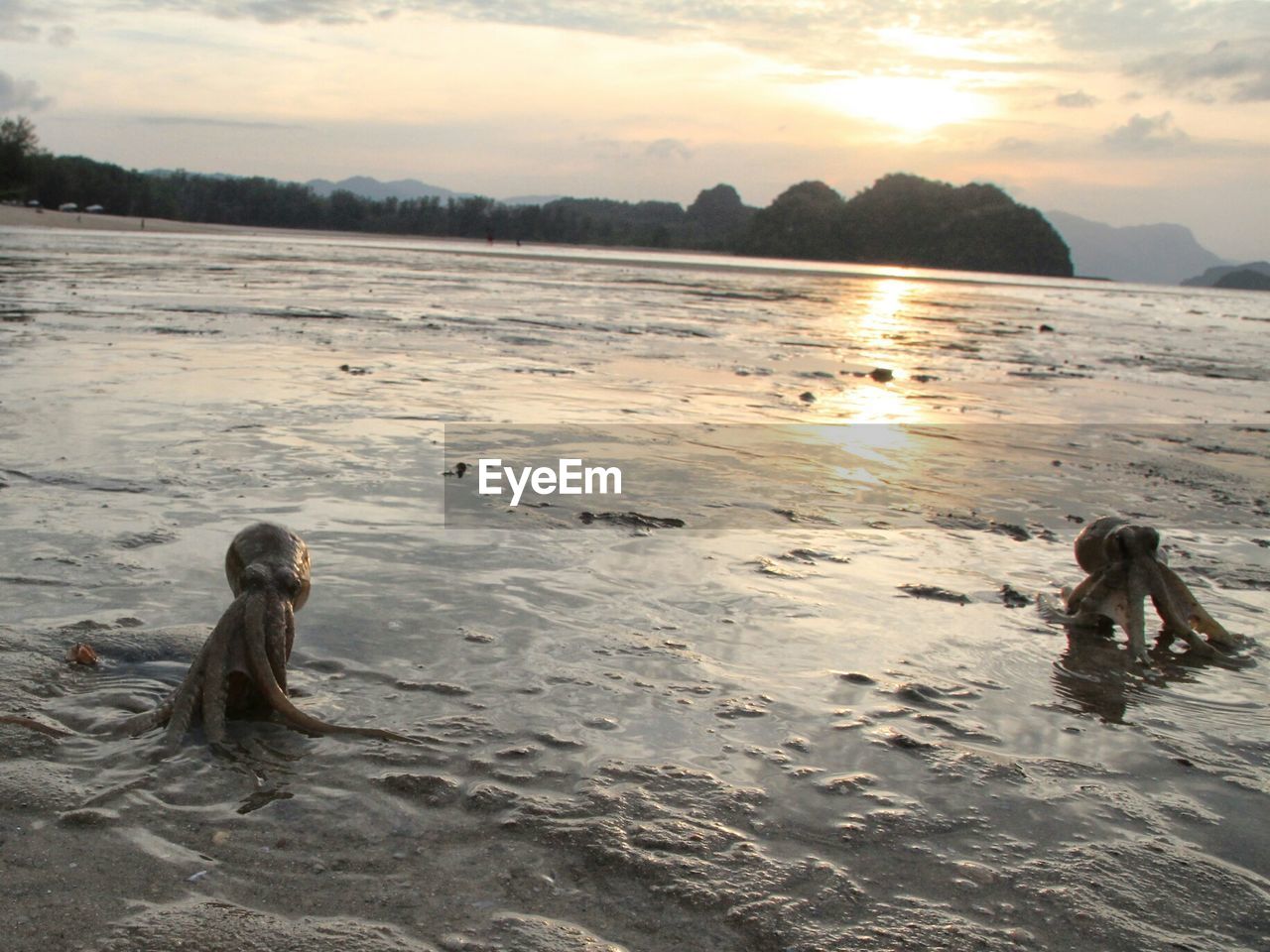 SCENIC VIEW OF SEA DURING SUNSET