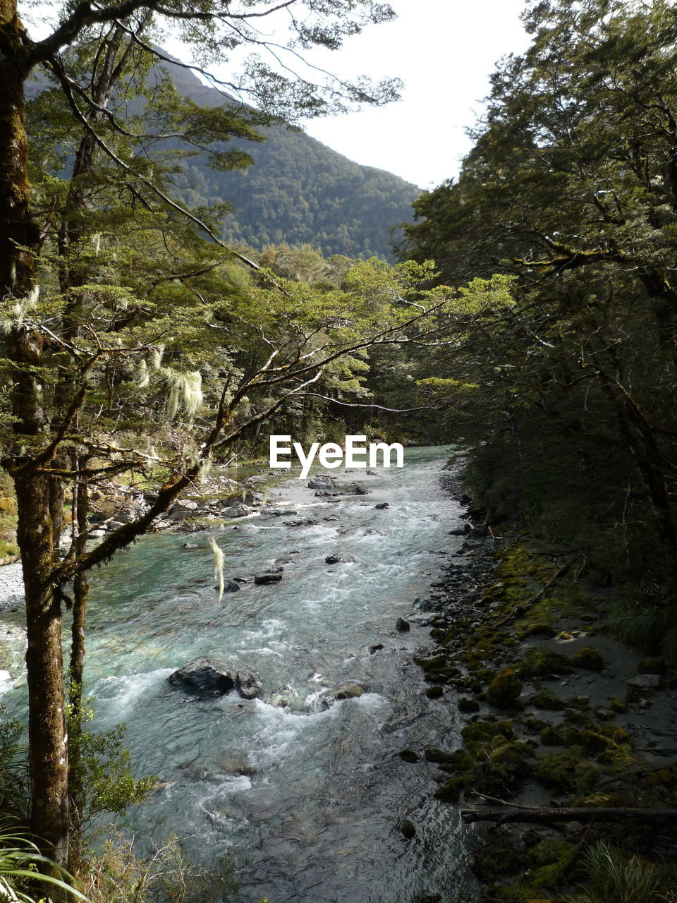 Scenic view of river flowing through forest