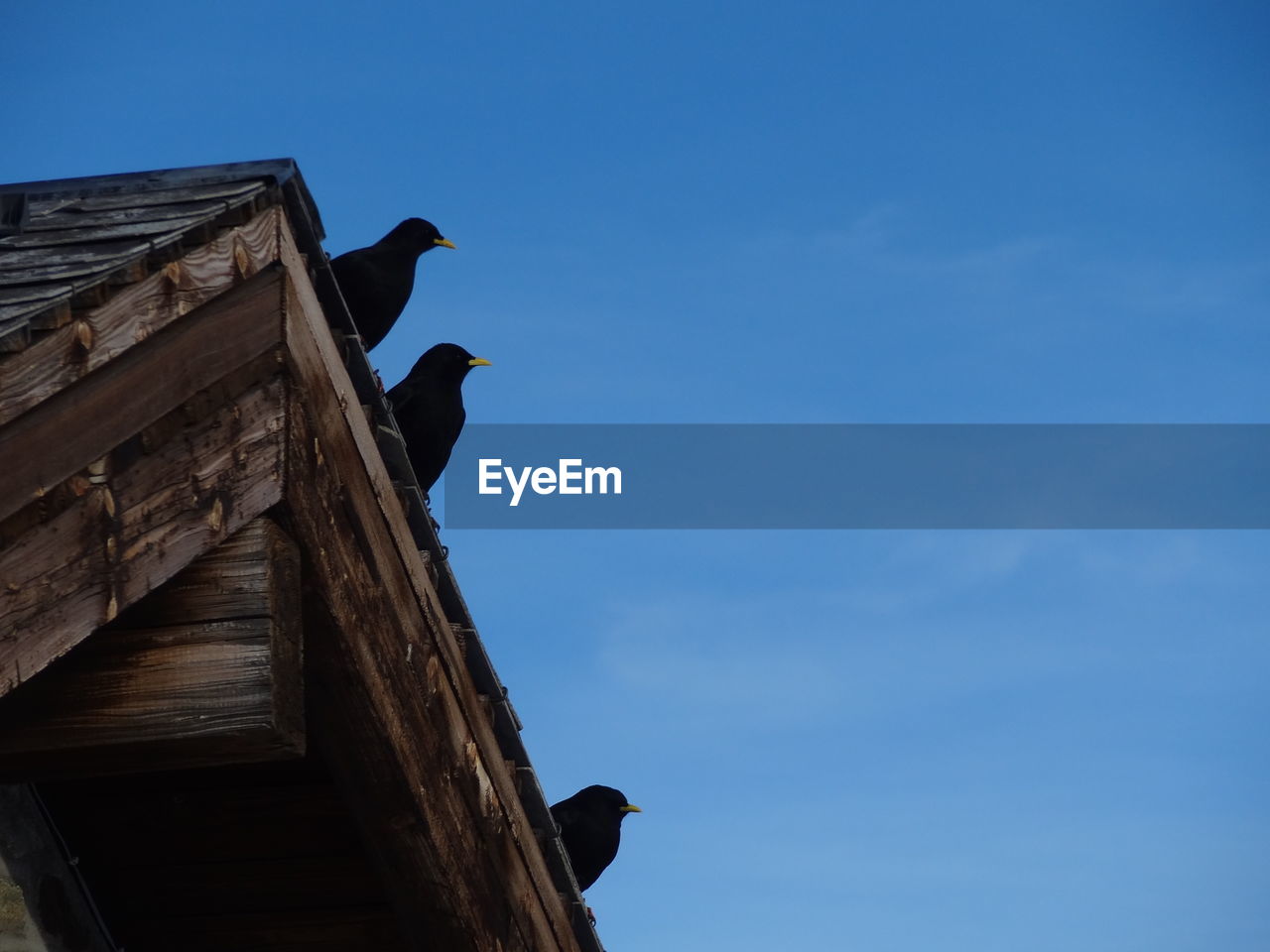 Low angle view of blackbirds perching on roof against sky