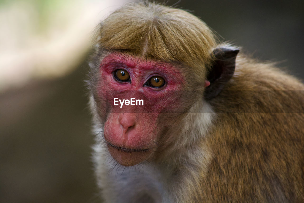 Close-up portrait of older monkey